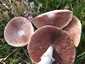 Nagyspórás csiperke (Agaricus crocodilinus), Budai-hegység